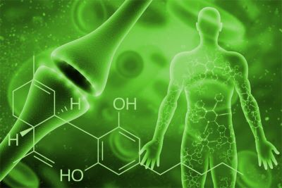 How does cannabis interact with my body?